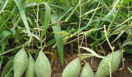 角瓜老了怎么吃,探索角瓜的“第二春”