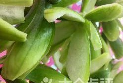 小角瓜可以吃吗,健康美味，放心食用指南