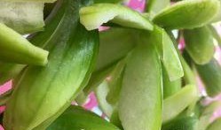 小角瓜可以吃吗,健康美味，放心食用指南