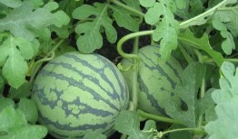 吃瓜资料夹,吃瓜资料夹里的明星幕后故事