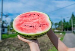 吃瓜打卡地,吃瓜群众的美食天堂