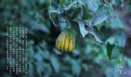 生王瓜怎么吃,探索清新口感与营养价值的完美结合