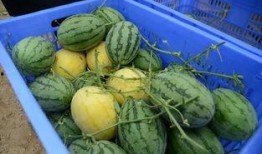 海伦堡吃瓜群,揭秘社区生活趣味瞬间