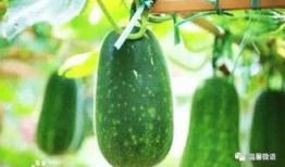 什么虫会吃瓜,揭秘瓜类作物常见害虫