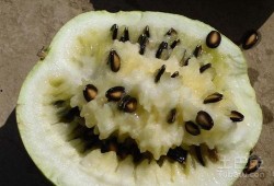 籽瓜能否加热吃,美味与营养的双重体验