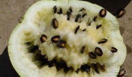 籽瓜能否加热吃,美味与营养的双重体验