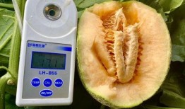 吃瓜全套,揭秘娱乐圈幕后真相与幕后黑手