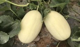 日系河边吃瓜,品味生活，共享瓜趣