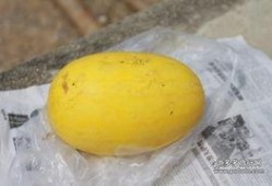 黄皮瓜新鲜怎么吃,多样吃法尽享夏日清爽