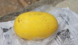 黄皮瓜新鲜怎么吃,多样吃法尽享夏日清爽