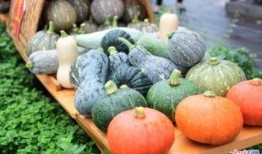 黄皮瓜新鲜怎么吃,多样吃法尽享夏日清爽