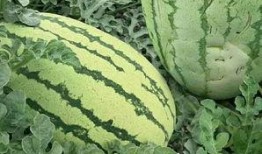 八棱翠瓜怎么吃,解锁夏日清新美味