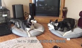 父与子吃瓜,共享夏日吃瓜时光