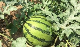 吃瓜猎奇年代,揭秘娱乐圈背后的秘密与真相