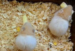 仓鼠吃蟹黄味瓜,仓鼠新宠，营养美味两不误