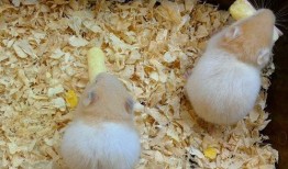 仓鼠吃蟹黄味瓜,仓鼠新宠，营养美味两不误