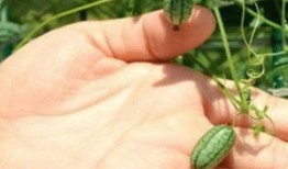 什么虫会吃瓜,揭秘瓜类作物常见害虫