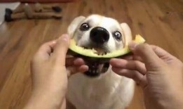 吃瓜吃急眼,揭秘网络热议背后的心理现象