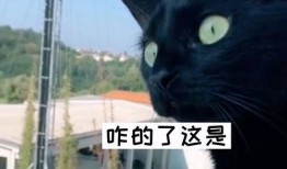 隔壁吵架吃瓜,吃瓜群众围观现场