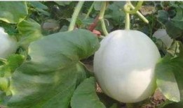 吃白兰瓜的说说,舌尖上的清新之旅