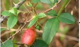 宁子吃瓜,揭秘娱乐圈背后的那些事儿