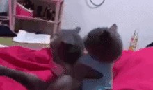 吃瓜老人动态图片,趣味横生的瞬间捕捉