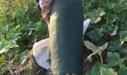 吃瓜后肚子烂了,揭秘过度吃瓜的危害