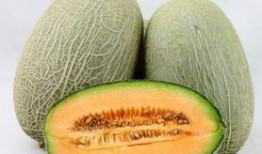 哈密瓜鱼吃吗,揭秘其独特食性及营养价值