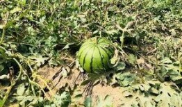 华北吃瓜,华北地区特色吃瓜文化探秘