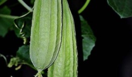 八棱翠瓜怎么吃,解锁夏日清新美味