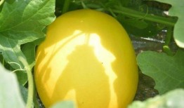 金玉瓜带皮吃,传统美食新体验