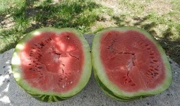 梦见白天吃瓜,白天吃瓜的奇幻之旅