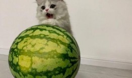 猫咪可以吃羊角瓜吗,羊角瓜是否适合猫咪食用？