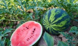 半亩策划吃瓜,揭秘吃瓜群众的狂欢盛宴