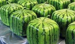 艺人吃瓜来源,艺人吃瓜背后的真相与内幕