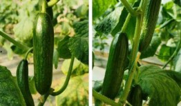 乳瓜可以吃吗?,美味可口的健康食材，你了解多少？