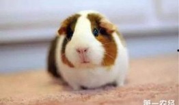 豚鼠吃蒲瓜,蒲瓜的奇妙滋味之旅