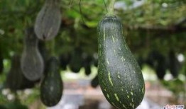 广州校园吃瓜,一网打尽那些“吃瓜”秘籍