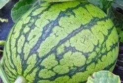 青岛科技吃瓜消息,揭秘幕后真相与行业动态