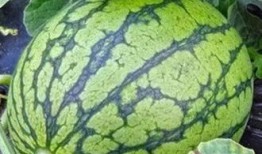 青岛科技吃瓜消息,揭秘幕后真相与行业动态