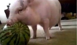 喂猪猪吃瓜直播,趣味横生的农业直播新风尚