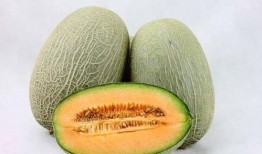 小象吃哈密瓜,一场甜蜜的味蕾之旅