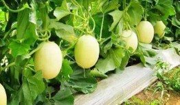 小绿瓜甜瓜怎么吃,小绿瓜甜瓜的多重食法探索