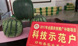 吃瓜打卡地,吃瓜群众的美食天堂