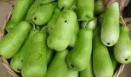 吃葫芦瓜的坏处,葫芦瓜过量食用的潜在危害揭秘