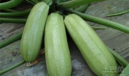 蓝牙吃瓜人物介绍,揭秘蓝牙吃瓜人物的传奇故事