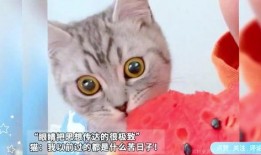 吃瓜带猫,揭秘猫咪的“美食”世界