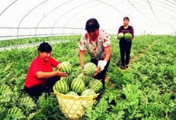 吃瓜临夏,探寻这座古城的美食与风情