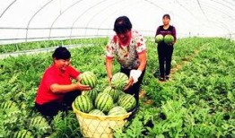 吃瓜临夏,探寻这座古城的美食与风情