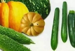 跟着赵太阳吃瓜,赵太阳带你领略吃瓜界的欢乐盛宴